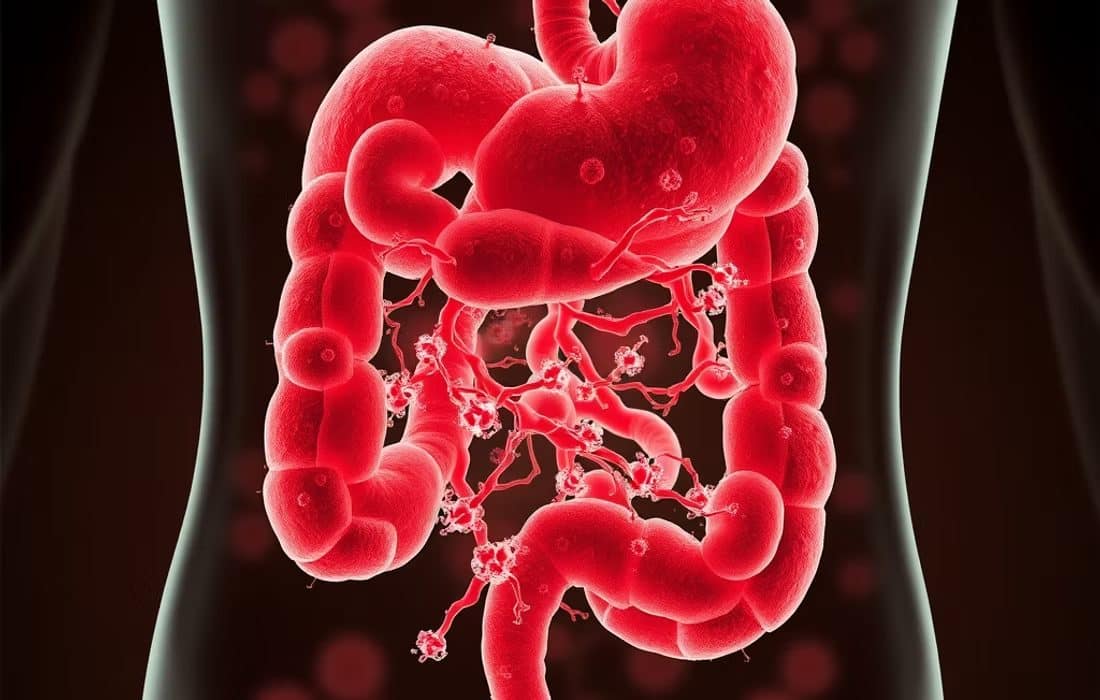 Bacteria inside the gut
